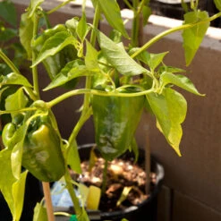 Ancho Poblano Pepper Seeds (Organic) -VICTOR Big Department Store snv8406 web