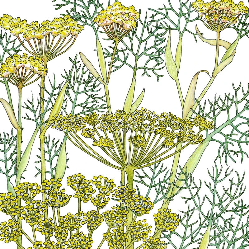 Organic Fennel, Bronze 4 Organic Fennel, Bronze - Image 2