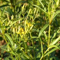 Organic Tarragon, Mexican 5 Organic Tarragon, Mexican -VICTOR Big Department Store snv8445 web