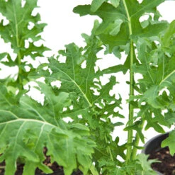 White Russian Kale Seeds (Organic) -VICTOR Big Department Store snv8471 web