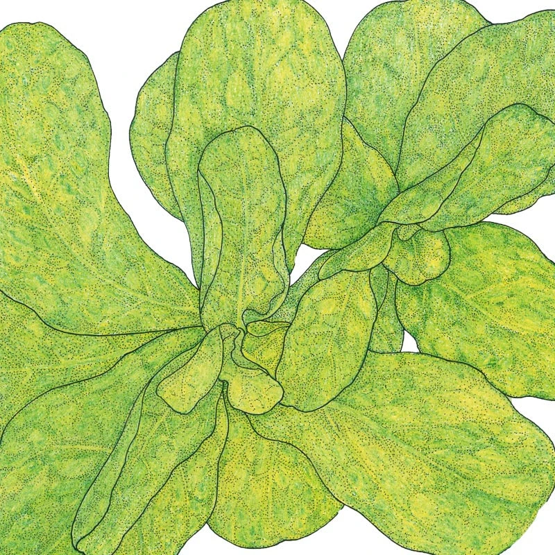 Mache Greens Seeds (Organic) 4 Mache Greens Seeds (Organic) - Image 2