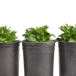 Mache Greens Seeds (Organic) 9 Mache Greens Seeds (Organic) -VICTOR Big Department Store snv8474 web2