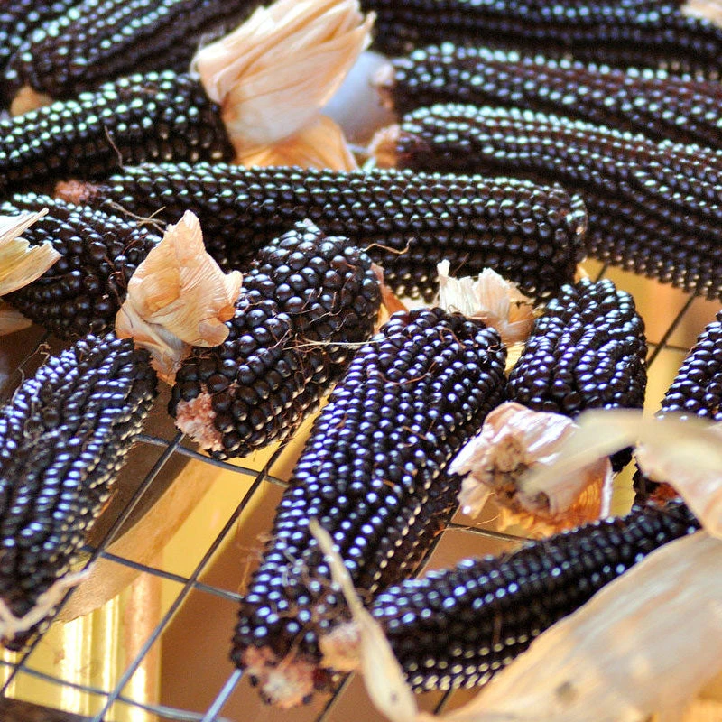 Dakota Black Popcorn Corn Seeds (Organic) 4 Dakota Black Popcorn Corn Seeds (Organic) - Image 2
