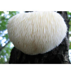 Lion's Mane Mushroom Plug Spawn (100 Plugs/pk) -VICTOR Big Department Store spr223 web
