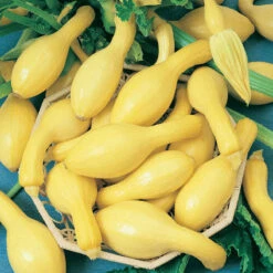 Early Crookneck Summer Squash Seeds (Organic) -VICTOR Big Department Store squash summerpac