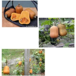 Renee's Garden Squash Winter Baby Butternut Honey Nut -VICTOR Big Department Store squash winter honey nut 72dpi 03