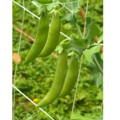 Sugar Daddy Pea Seeds (Organic) 7 Sugar Daddy Pea Seeds (Organic) -VICTOR Big Department Store sugar daddy web