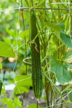 Suyo Long Cucumber Seeds (Organic) 7 Suyo Long Cucumber Seeds (Organic) -VICTOR Big Department Store suyo 0002 1 1