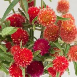 Renee's Garden Globe Amaranth Mardi Gras Parade (Heirloom) -VICTOR Big Department Store swf4036 a