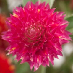 Renee's Garden Globe Amaranth Mardi Gras Parade (Heirloom) -VICTOR Big Department Store swf4036 b