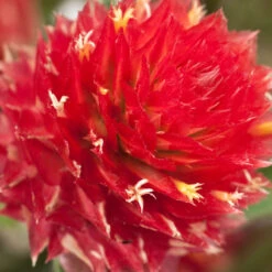 Renee's Garden Globe Amaranth Mardi Gras Parade (Heirloom) -VICTOR Big Department Store swf4036 c