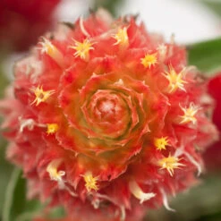 Renee's Garden Globe Amaranth Mardi Gras Parade (Heirloom) -VICTOR Big Department Store swf4036 d