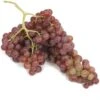 Table Grape Vine - Flame (Seedless) -VICTOR Big Department Store table grape vine flame seedless