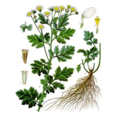 Strictly Medicinal Organic Feverfew -VICTOR Big Department Store tanacetum parthenium