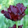 "Black Parrot" Tulip Bulbs (Pack Of 6) 2 "Black Parrot" Tulip Bulbs (Pack Of 6) -VICTOR Big Department Store tulip black parrot