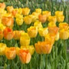 "Daydream" Tulip Bulbs (Pack Of 8) -VICTOR Big Department Store tulip daydream