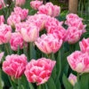 "Foxtrot" Double Early Tulip (Pack Of 8) -VICTOR Big Department Store tulip double early foxtrot