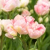 "Angelique" Double Late Tulip Bulbs (Pack Of 8) -VICTOR Big Department Store tulip double late angelique