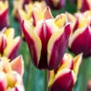"Gavota" Triumph Tulip Bulbs (Pack Of 8) -VICTOR Big Department Store tulip triumph gavota