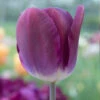 "Kansas Proud" Triumph Tulip Bulbs (Pack Of 8) -VICTOR Big Department Store tulip triumph kansas proud