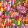 Triumph Tulip Bulb Mix (Pack Of 18) -VICTOR Big Department Store tulip triumph mix