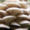 White Oyster Mushroom Kit -VICTOR Big Department Store white oyster mushroom kit