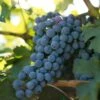 Wine Grape Vine - Cabernet Sauvignon -VICTOR Big Department Store wine grape vine cabernet sauvignon