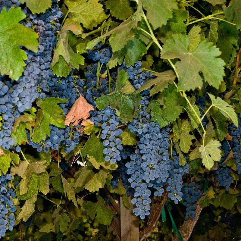 Wine Grape Vine - Shiraz (Syrah) 3 Wine Grape Vine - Shiraz (Syrah)