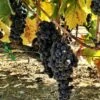 Wine Grape Vine - Zinfandel -VICTOR Big Department Store wine grape vine zinfandel